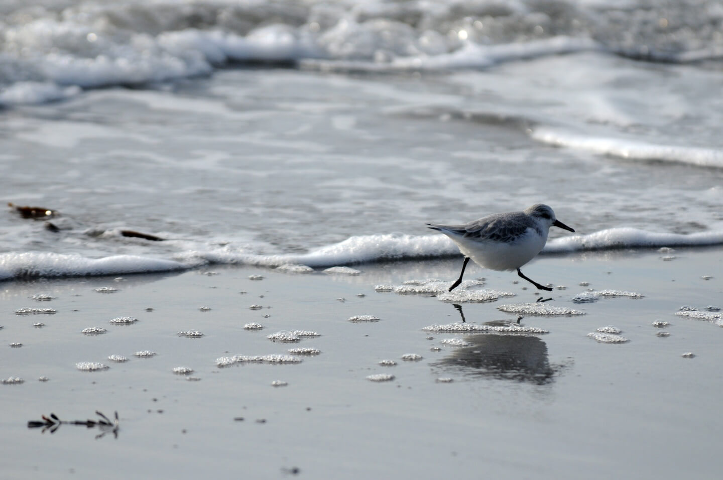 becasseau sanderling